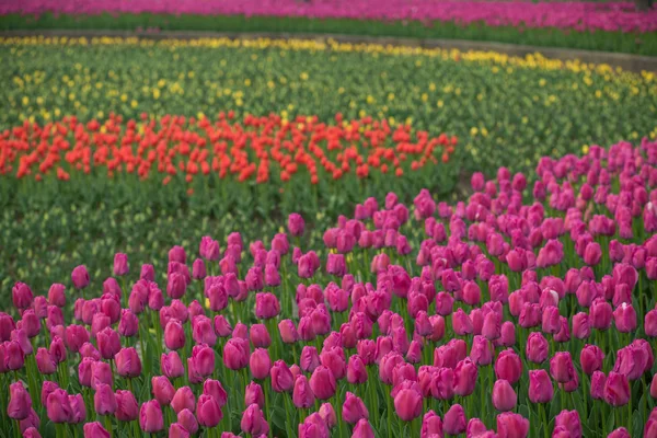 Campo bonito da tulipa, jardim vermelho da flor da tulipa . — Fotografia de Stock