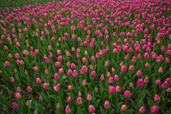 Krásný Tulipán pole, červený Tulipán květinová zahrada. — Stock fotografie