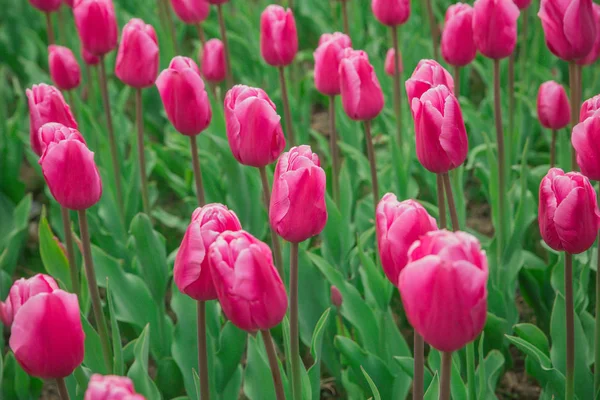 Bellissimo campo di tulipani, giardino di fiori di tulipano rosa viola . — Foto Stock