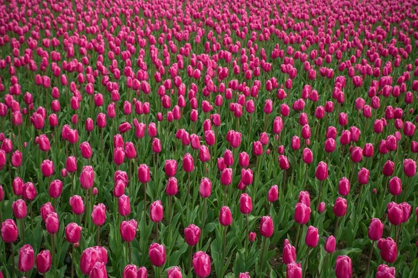 Bellissimo campo di tulipani, giardino di fiori di tulipano rosso . — Foto Stock