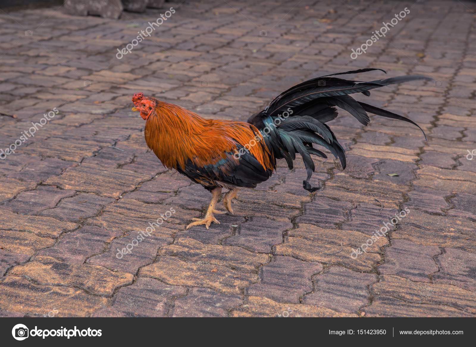 Veľký cockc