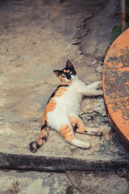 Şirin kedi beton zemin üzerinde yatıyor. Beyaz Siyah zencefil kırmızı renkli kedi.