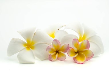 Plumeria 