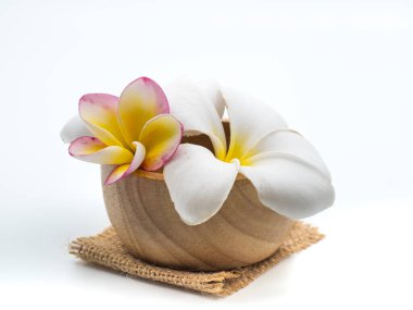 Plumeria 