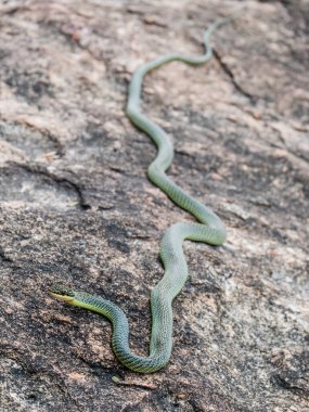 Altın Ağaç Yılanı (Chrysopelea ornata)