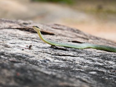 Altın Ağaç Yılanı (Chrysopelea ornata)