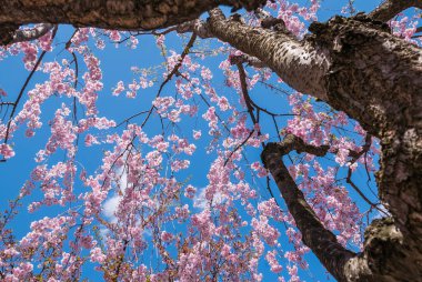 Hirosaki Kalesi Parkı 'nda kiraz çiçekleri.