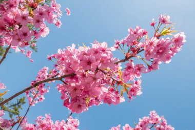 Hirosaki Kalesi Parkı 'nda kiraz çiçekleri.