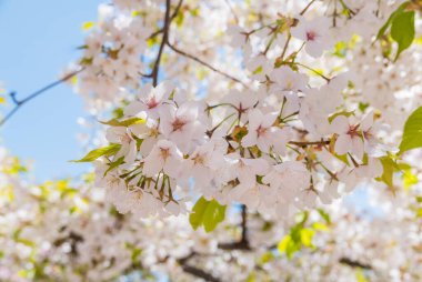 Hirosaki Kalesi Parkı 'nda kiraz çiçekleri.