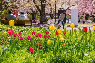 Hirosaki Kalesi Parkı 'nda turist.