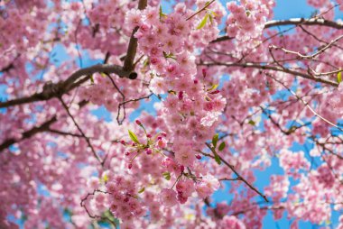 Hirosaki Kalesi Parkı 'nda kiraz çiçekleri.