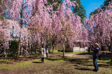 Hirosaki Kalesi Parkı 'nda turist.