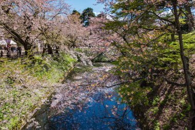 Hirosaki Kalesi Parkı 'nda kiraz çiçekleri.