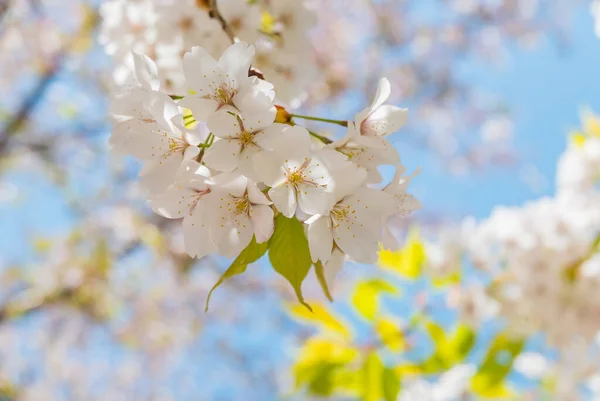 Cherry blossoms at the Hirosaki Castle Park — ストック写真