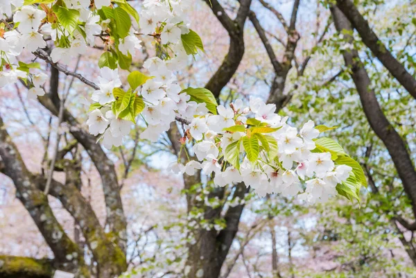 Flores de cerezo en el Parque del Castillo de Hirosaki — Foto de Stock