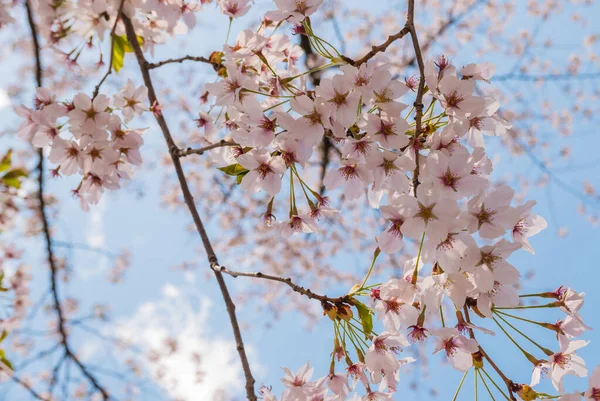 Kwiaty wiśni w Parku Zamkowym Hirosaki — Zdjęcie stockowe