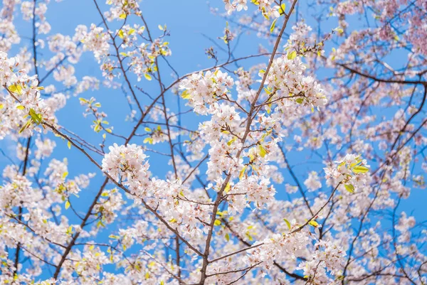 Kwiaty wiśni w Parku Zamkowym Hirosaki — Zdjęcie stockowe