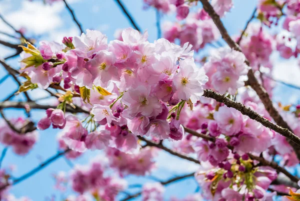 Fiori di ciliegio nel Parco del Castello di Hirosaki — Foto Stock