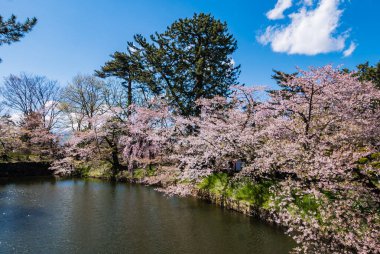 Hirosaki Kalesi Parkı 'nda kiraz çiçekleri.