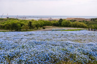 Hitachi Sahil Parkı 'ndaki Mavi Nemophila
