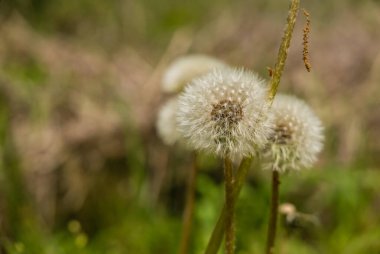 Beyaz kabarık Karahindiba çiçeği