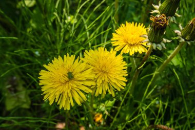 karahindiba sarı çiçek