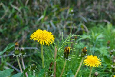 karahindiba sarı çiçek