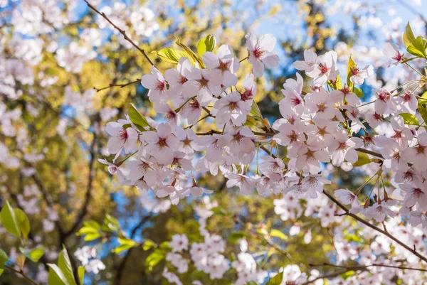 Cherry blossoms at the Hirosaki Castle Park — ストック写真