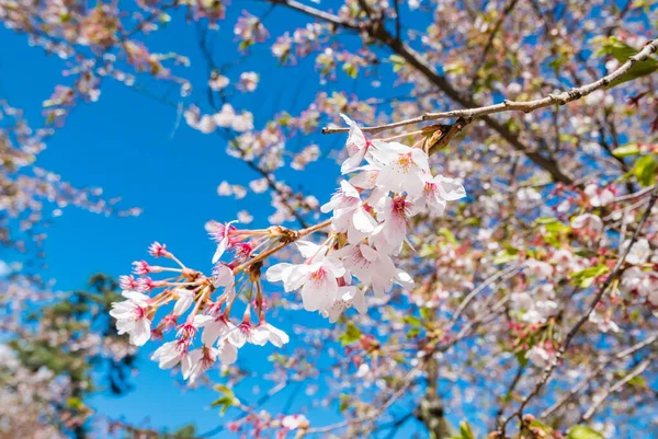 Kersenbloesems in het Hirosaki Castle Park — Stockfoto