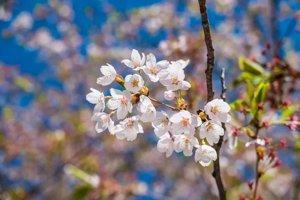 Flores de cerezo en el Parque del Castillo de Hirosaki —  Fotos de Stock