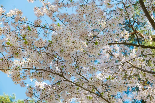 히로사키 성 공원에 있는 벚꽃 — 스톡 사진