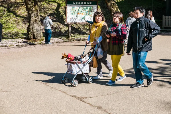 Hirosaki Kalesi Parkı 'nda turist.