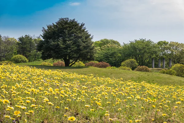 히타치 해변 공원 — 스톡 사진