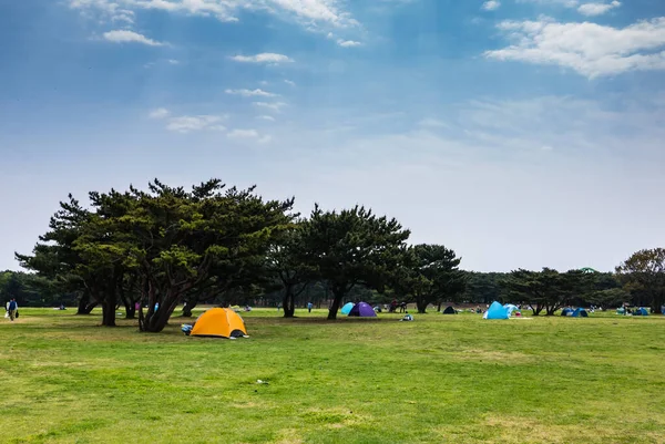 Hitachi Seaside Park — Foto de Stock