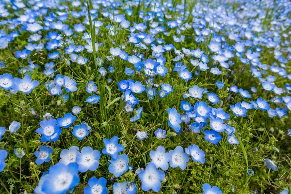 Blue Nemophila at Hitachi Seaside Park