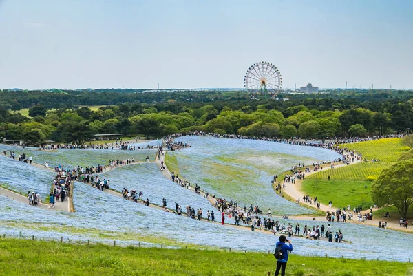 Hitachi nadmorski Park — Zdjęcie stockowe