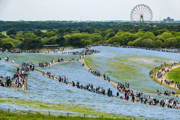 Hitachi nadmorski Park — Zdjęcie stockowe