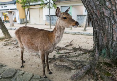 Miyajima Adası 'nda bir geyik