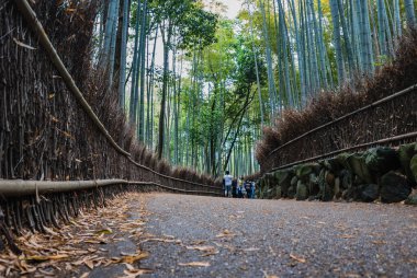 Arashiyama bambu ormanlarını ziyaret eden bir turist.