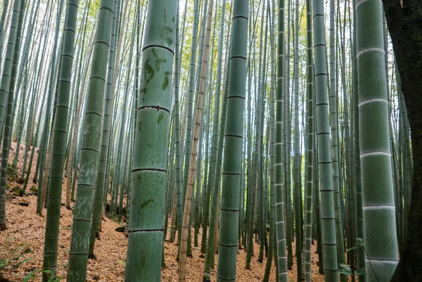 Bambu skog av Arashiyama — Stockfoto
