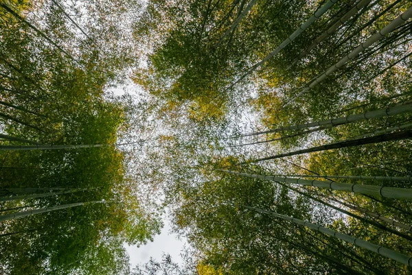 Bambu skog av Arashiyama — Stockfoto