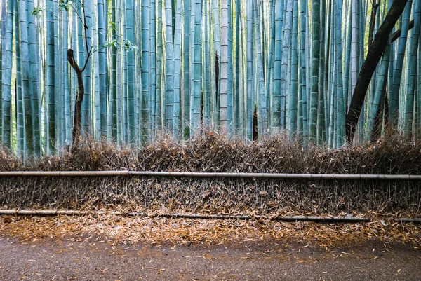 Bamboo forest of Arashiyama — Stock Photo, Image