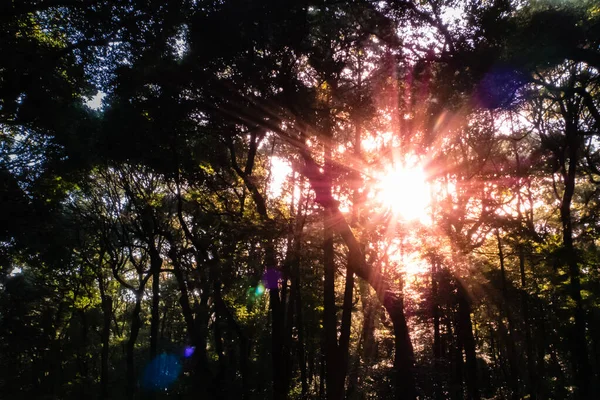 Skog med sol och linsbloss — Stockfoto