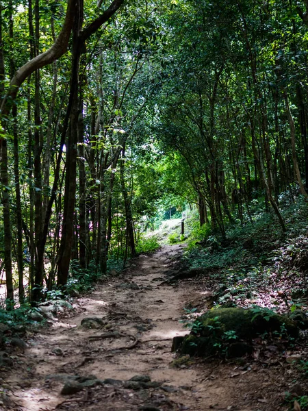 Tropischer Wald im Sadet Nationalpark auf Koh Phanagn, Thailand — Stockfoto