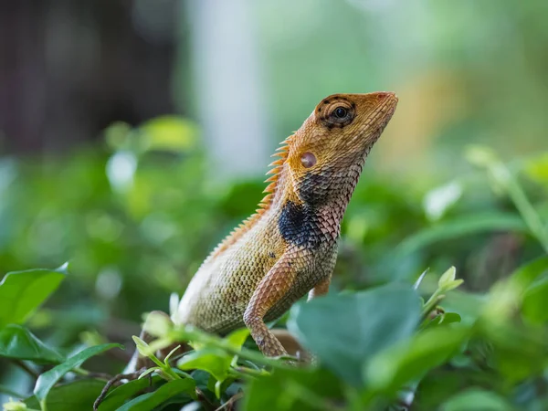 Caméléon thaïlandais sur une branche d'arbre — Photo