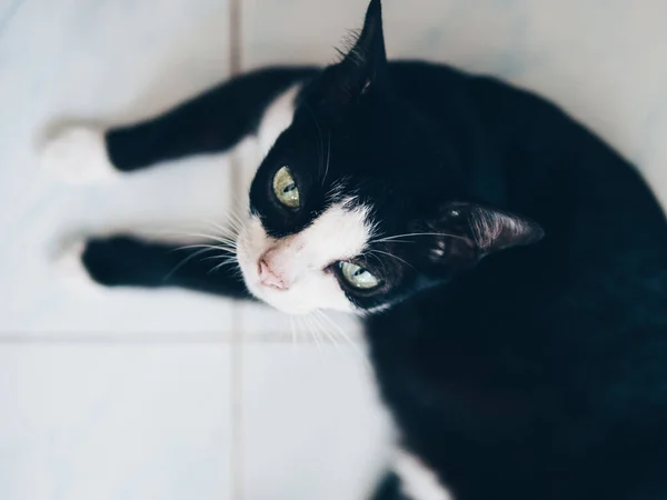 Retrato de um gato olhando para cima — Fotografia de Stock