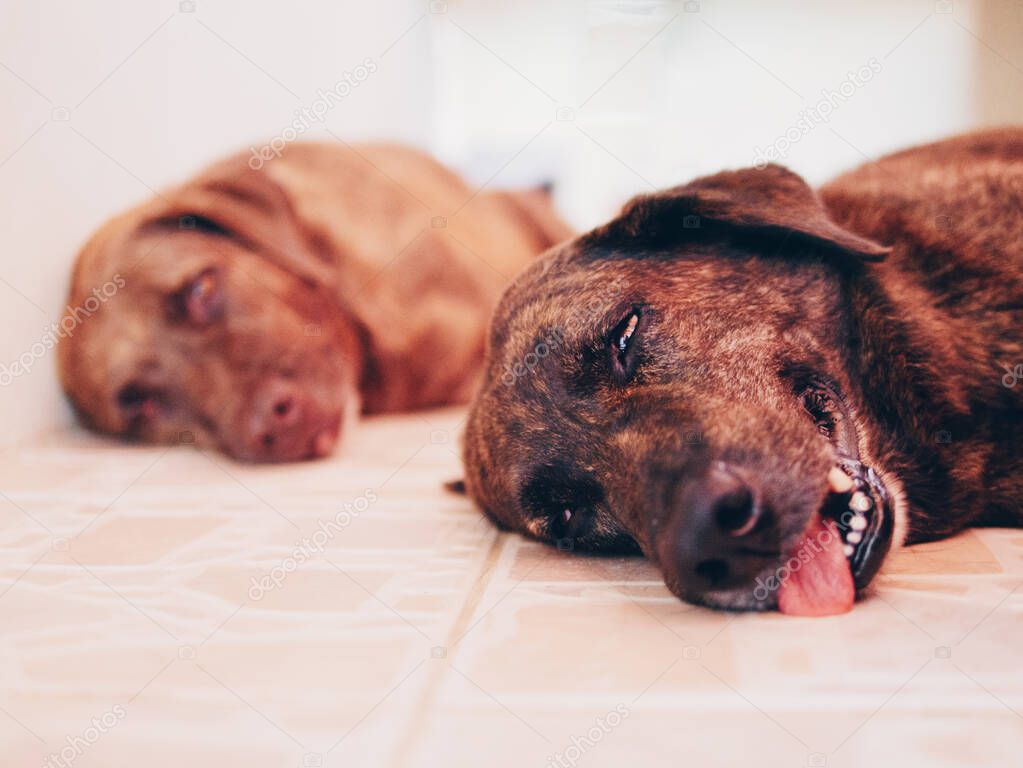 Picture of two dogs lying down, Film Grain and Noise add 