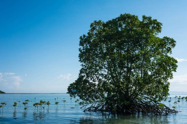 Mangrov kökleri plaja yayılmış..