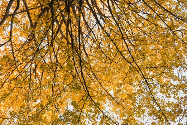 Sárga ginkó levelek a Tokiói Egyetemen — Stock Fotó