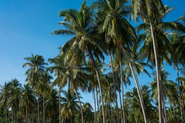 Hindistan cevizi ağaçları